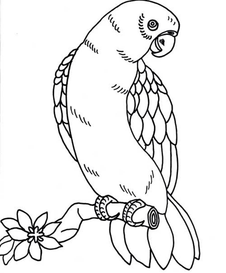 Parrot 16225 Animals Free Printable Coloring Pages
