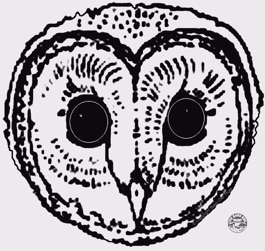 A Barn Owl Mask To Print The Barn Owl Trust