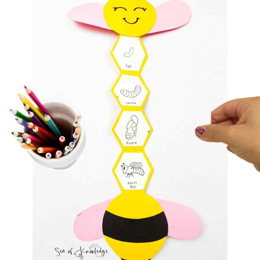 Bee Life Cycle Craft Free Template 