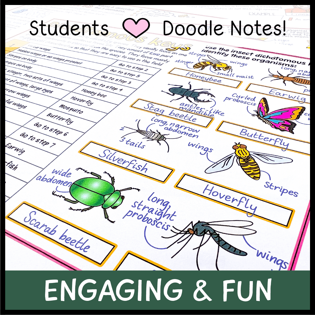 Free Printable Dichotomous Key Template
