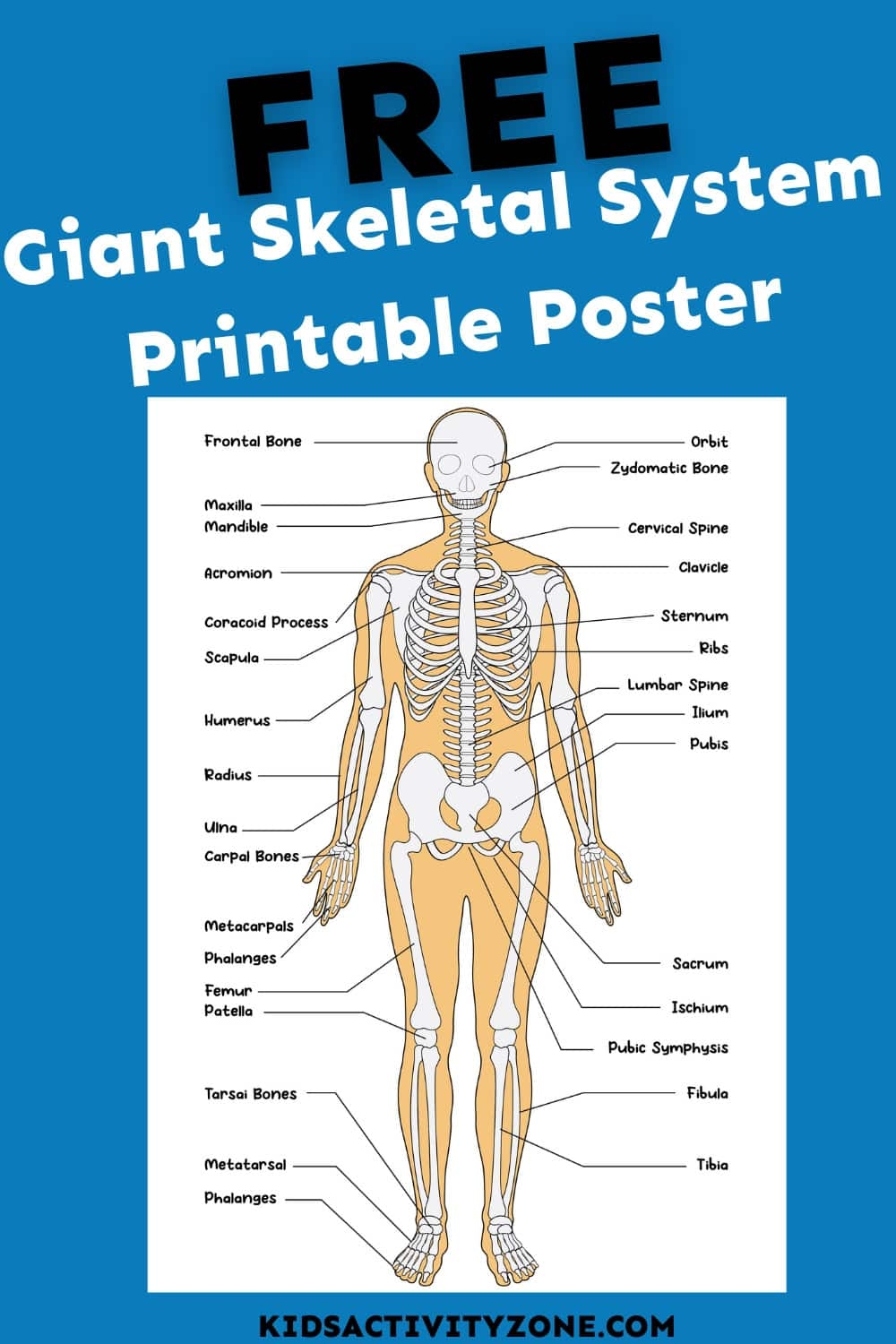 Giant Skeletal System Printable Poster Kids Activity Zone