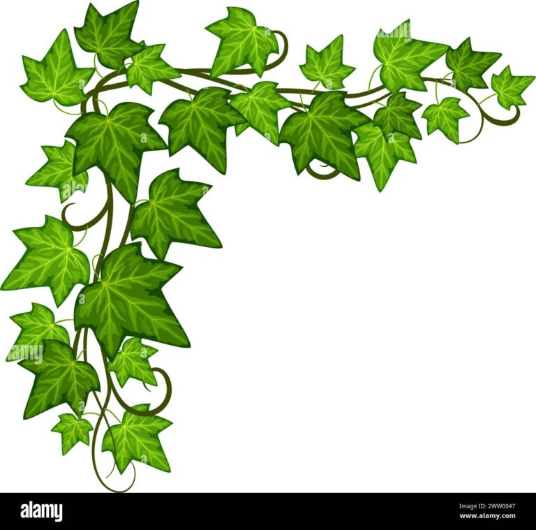 Ivy Corner Cut Out Stock Images U0026 Pictures Alamy