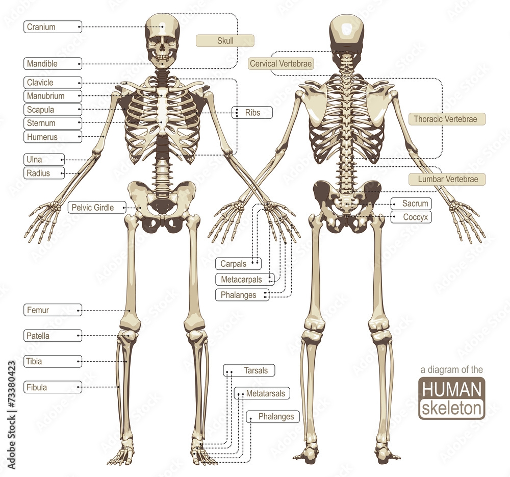 Free Printable Human Skeleton Diagram
