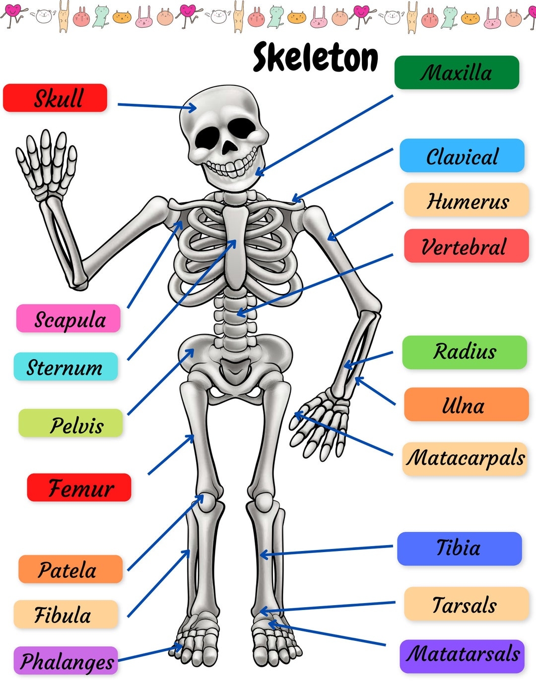 Skeletal System Practice Page Human Bones Activities Sheet Skeleton Drawing Labeling Worksheet Diagram For PreSchool Early Learning Activity