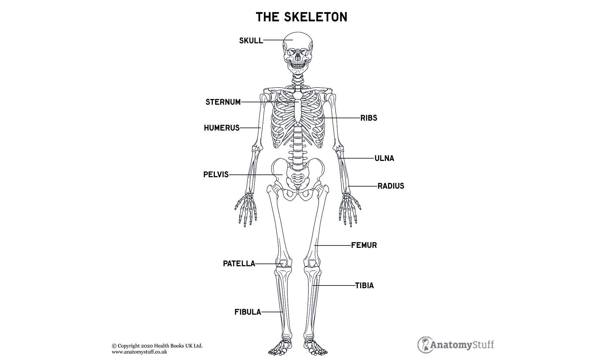 Skeleton Anatomy Bones U0026 Motion AnatomyStuff